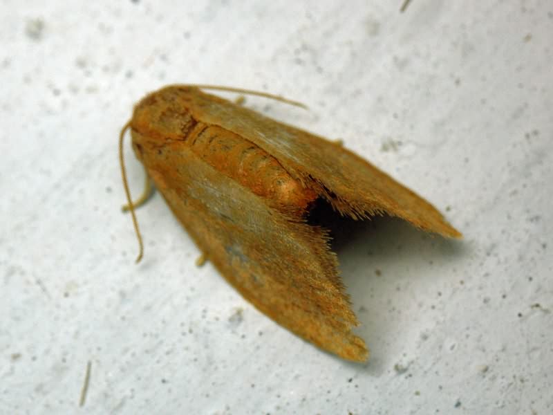 Heterogenea asella (Denis & Schiffermüller, 1775)